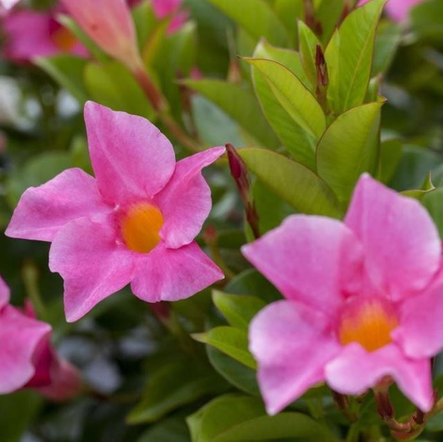 Dipladenia Sundaville Busch in Rosa als dekorative Kübelpflanze - Bild 1