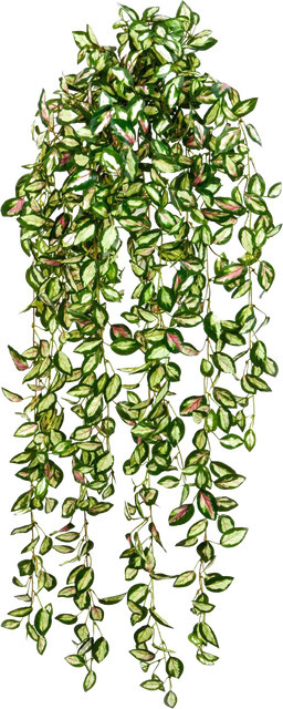 Künstliche Hänge-Hoya Florentine von Aplanta, grüne Pflanze, Höhe: 85 cm - Bild 1