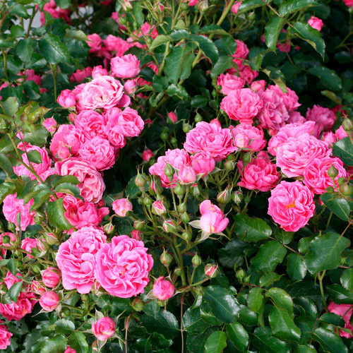 KORDES ROSEN Beetrose Moin Moin in Rosa, gefüllte Blüte, Zierstrauch - Bild 3