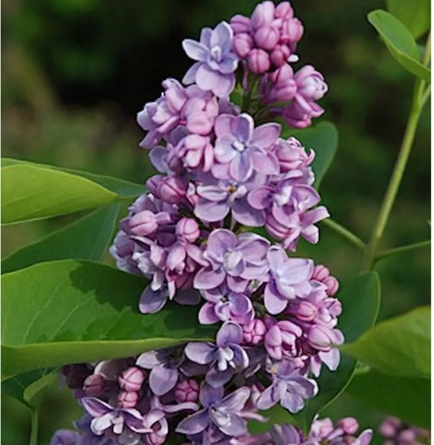 Hochstamm Edelflieder Paul Thirion Syringa vulgaris in Rosa und Violett, Höhe: 100-125 cm - Bild 1