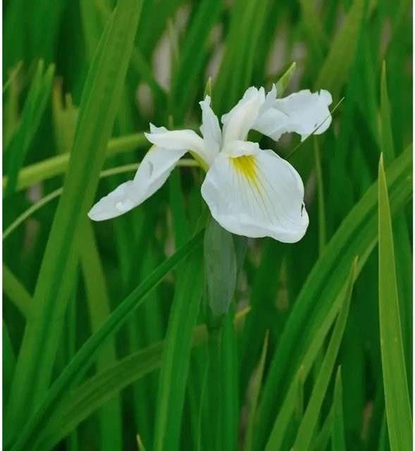 Japanische Sumpf-Schwertlilie Iris ensata Diamant als Teichpflanze für den Uferbereich - Bild 1