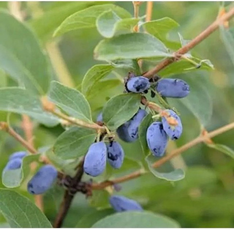 Sibirische Blaubeere Velvet Lonicera caerulea Beerenstrauch für den Garten