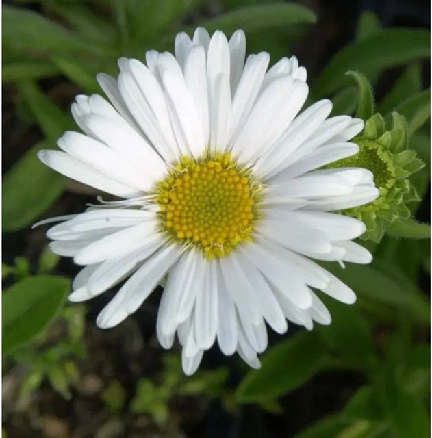Alpenaster Albus Aster alpinus weiße Staude für den Steingarten - Bild 1