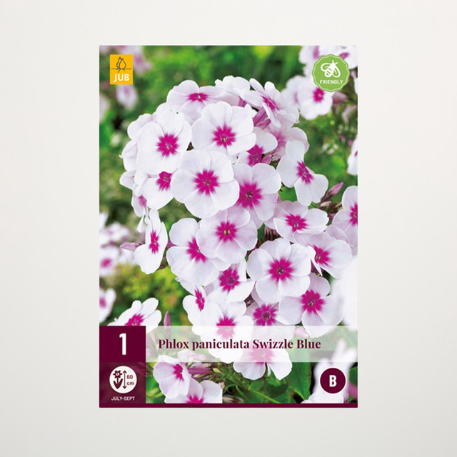 Phlox paniculata Swizzle Blue Gartenblume als Wurzel von BLUME2000 - Bild 1