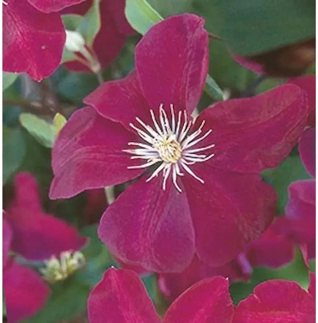 Clematis Waldrebe Ernest Markham rot und weiß als Kübelpflanze für deinen Garten - Bild 1