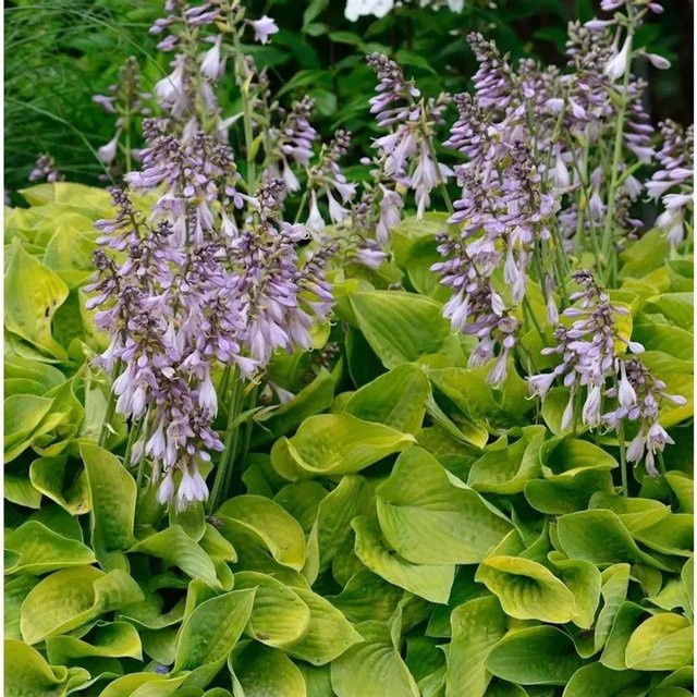 Hosta tokudama Zwerg Funkie Gold Edger Staude in Blaugrün und Gold von Nr-01.de - Bild 1