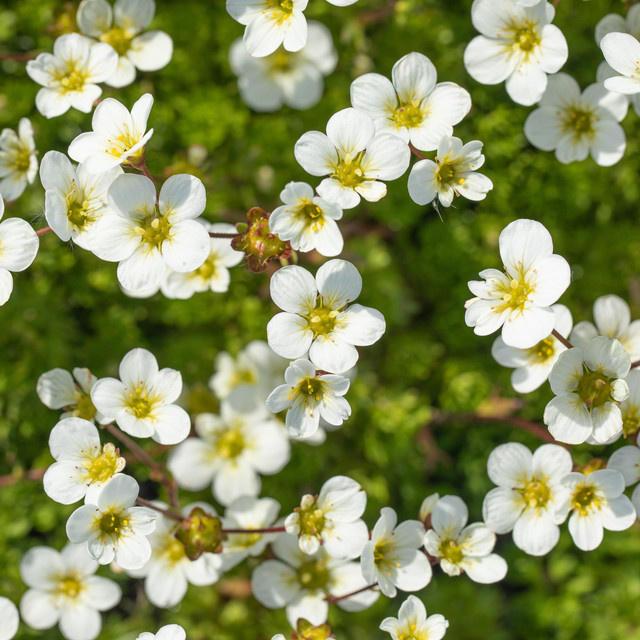 BIO Steinbrech Saxifraga x arendsii Weiß von BLUME2000, 3 Stück - Bild 1