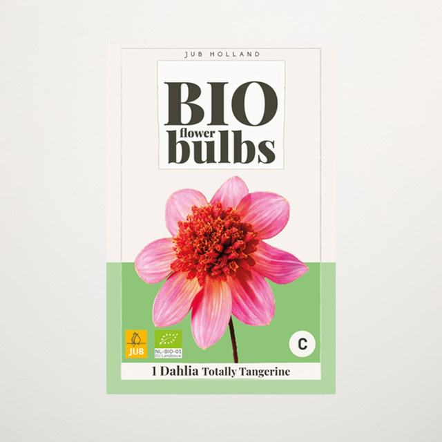 BIO Dahlie Totally Tangerine Knolle von BLUME2000 - Bild 1
