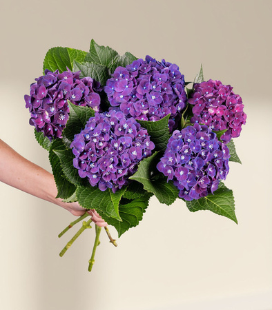 Blume2000 Hortensien Bunch purple green 5 Stiele