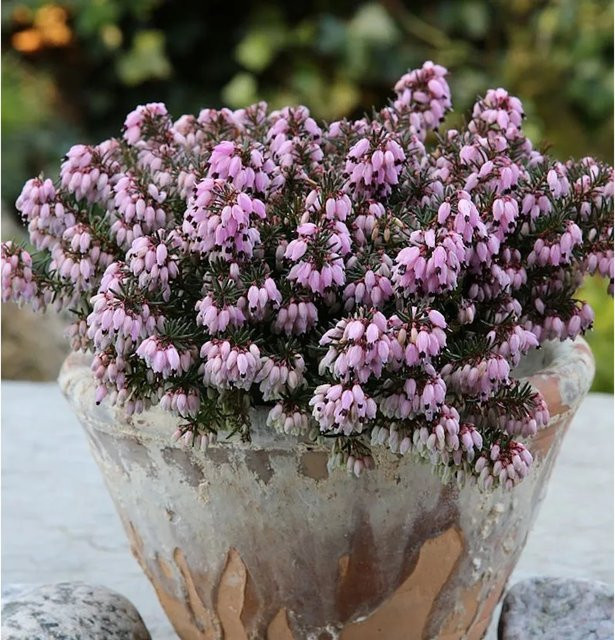 10x Winterheide Erica carnea Rosa Diamant in Pink für Garten und Balkon - Bild 1