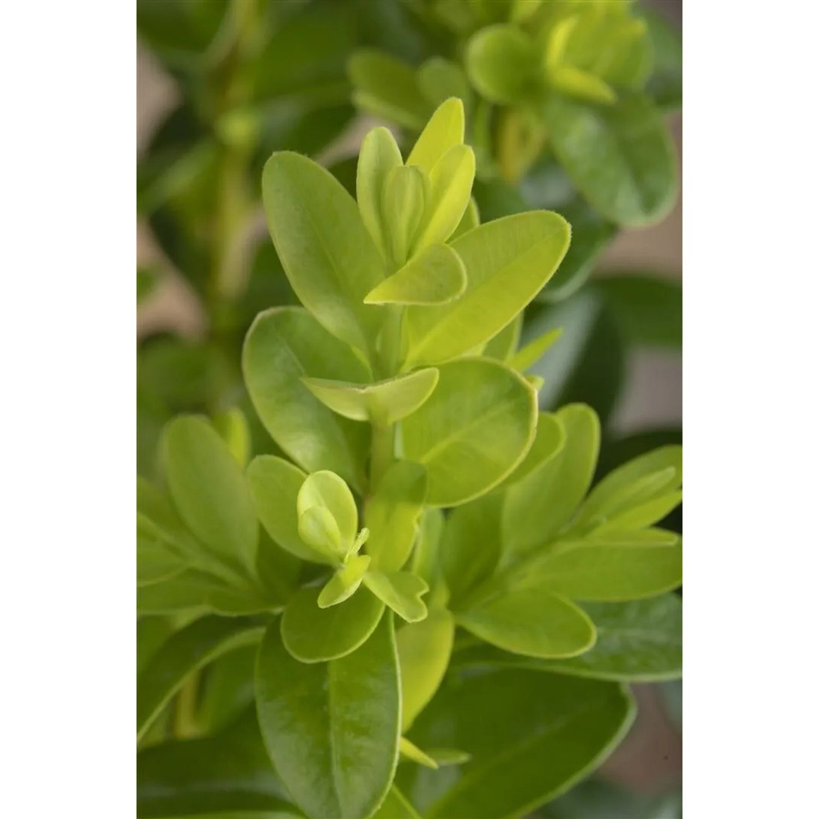Buxus microphylla Faulkner Grünschnitt-Heckenpflanze, 40-50 cm Höhe - Bild 2