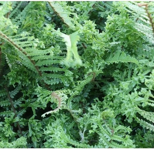 Krauser Wurmfarn Crispa Cristata Dryopteris affinis grüne Gartenpflanze im Topf - Bild 1