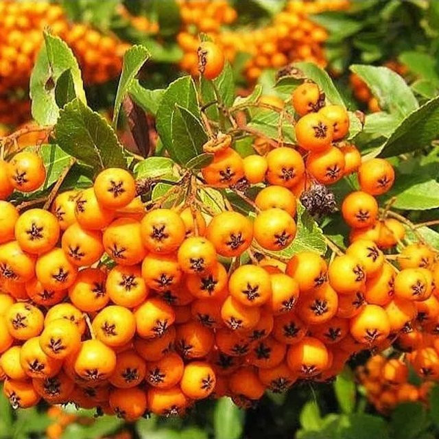 Arborix Feuerdorn Golden Charmer Pyracantha mit gelben Beeren, Höhe: 60 bis 80 cm - Bild 1