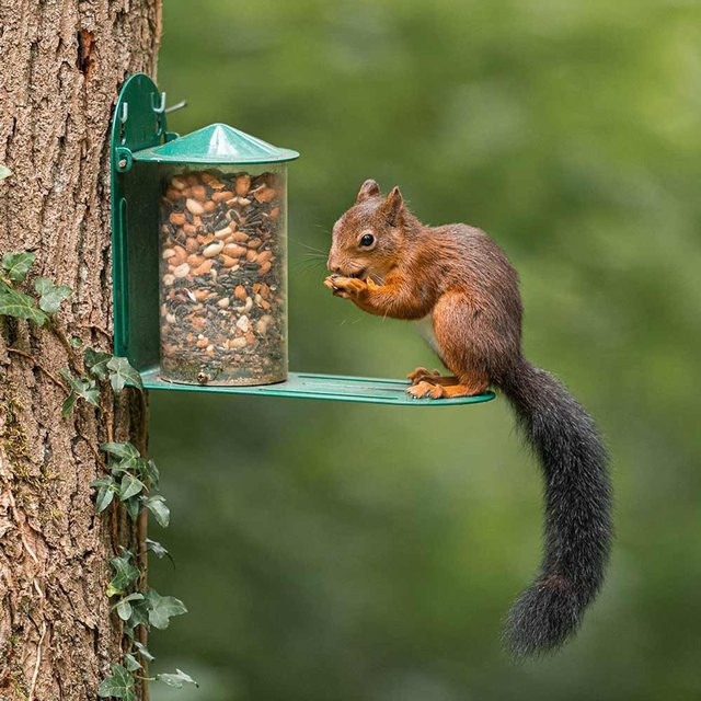 CJ Wildlife Eichhörnchen-Futterautomat rund aus Metall in Grün - Bild 1