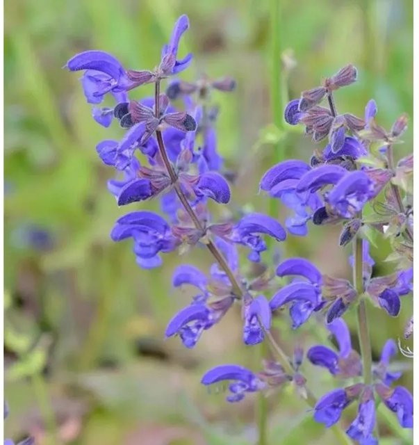 Wiesen Salbei Salvia pratensis blaue Staude von Nr-01.de - Bild 1