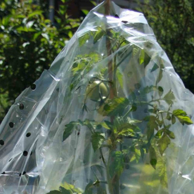 SIENA GARDEN Tomaten-Reifehaube transparent weiß - Bild 1