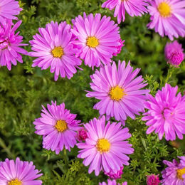 Alpen-Aster in Rosa als Dekoration - Bild 1