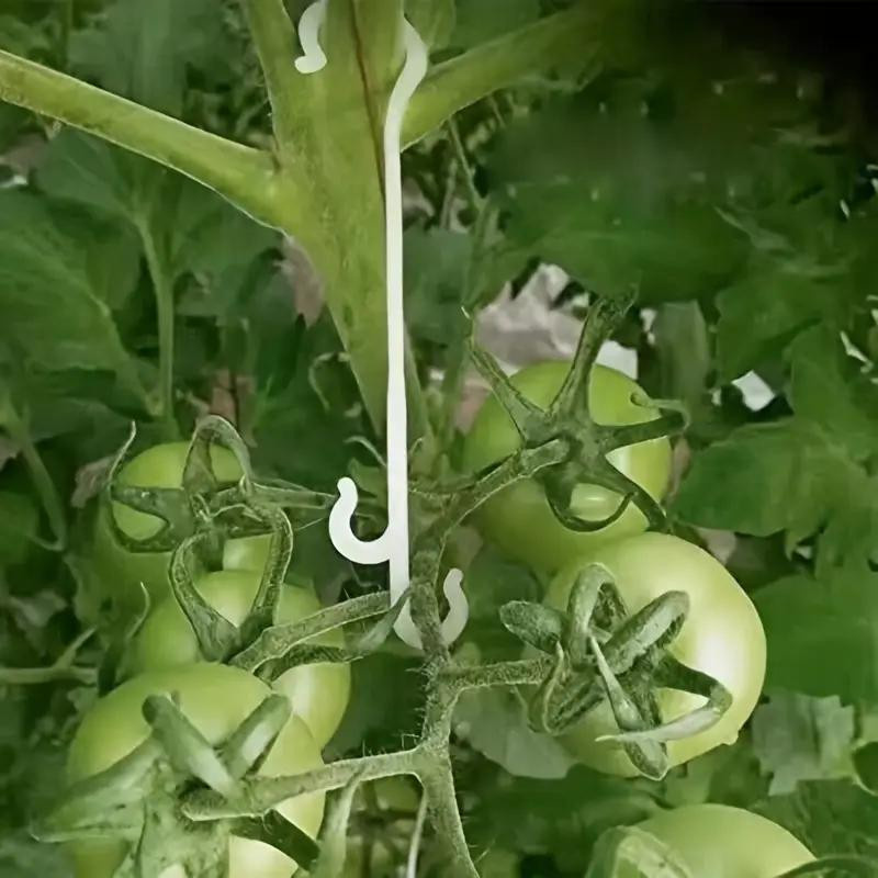 20 Stück Tomaten-Frucht-Haken aus Kunststoff zur Befestigung von Obst und Gemüse, Garten-Pflanzenklemmen für Gartenbau und Gewächshaus, Länge: 16 cm - Bild 6