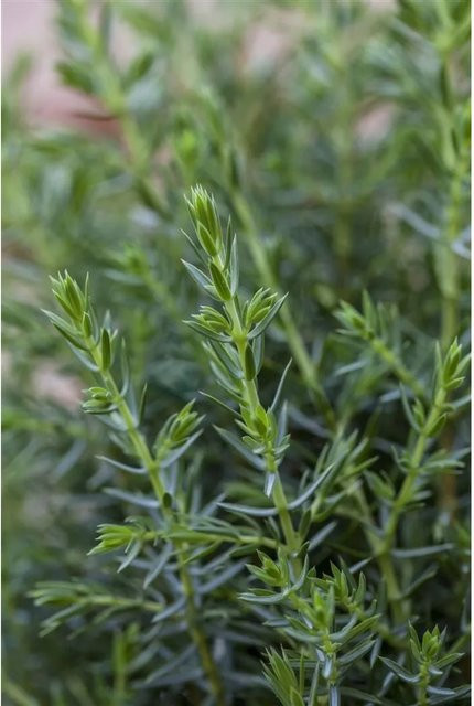 Juniperus Communis Arnold Wacholder als grüner Strauch für den Garten und als Heckenpflanze, Höhe: 40–50 cm - Bild 1