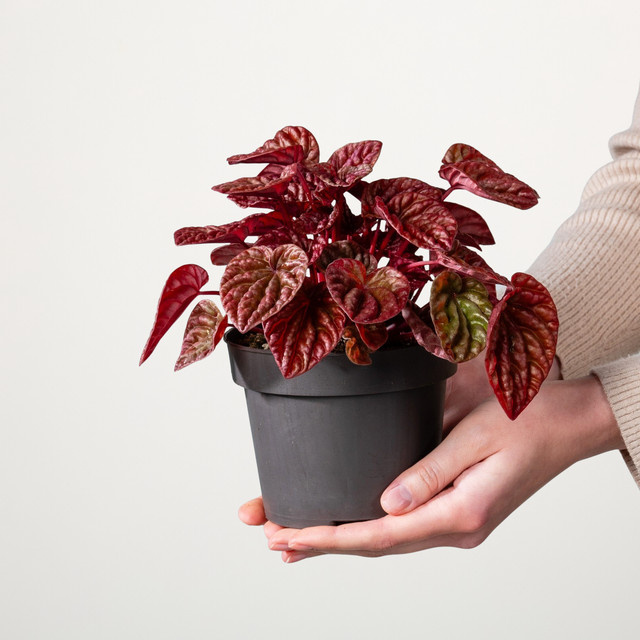 Peperomia Quito Zimmerpflanze von BLUME2000 in Grün und Rot - Bild 1