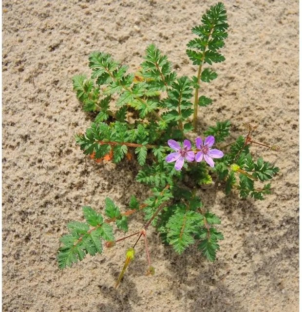 Erodium hybridum Großer Reiherschnabel rote und violette Staude von Nr-01.de - Bild 1