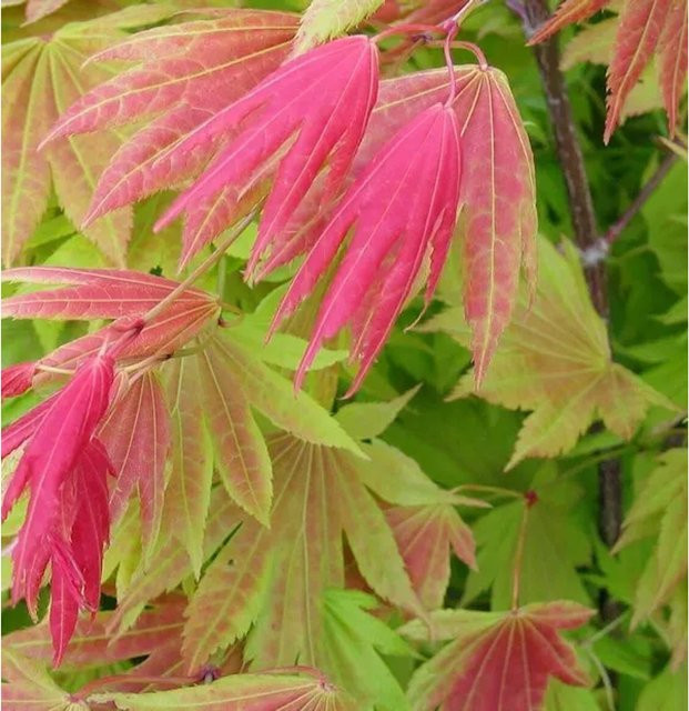Japanischer Goldahorn Moonrise Acer shirasawanum Hochstamm mit gelb-orangem Laub - Bild 1