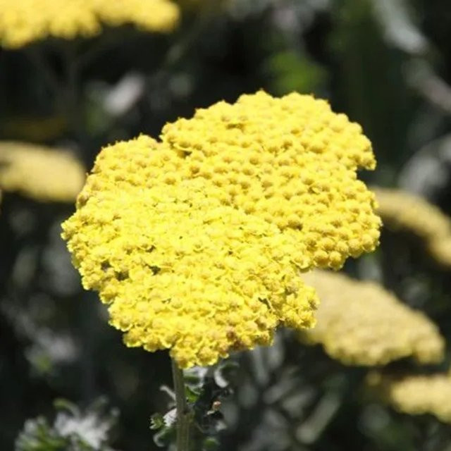 6er Set Schafgarbe Moonshine Achillea von Arborix, gelbe Schnittblume im 9cm Topf - Bild 1