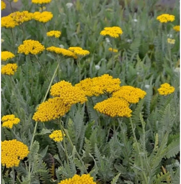 Goldschafgarbe Coronation Gold Achillea filipendulina gelbe Schnittstaude und Rabattenstaude im Topf - Bild 1