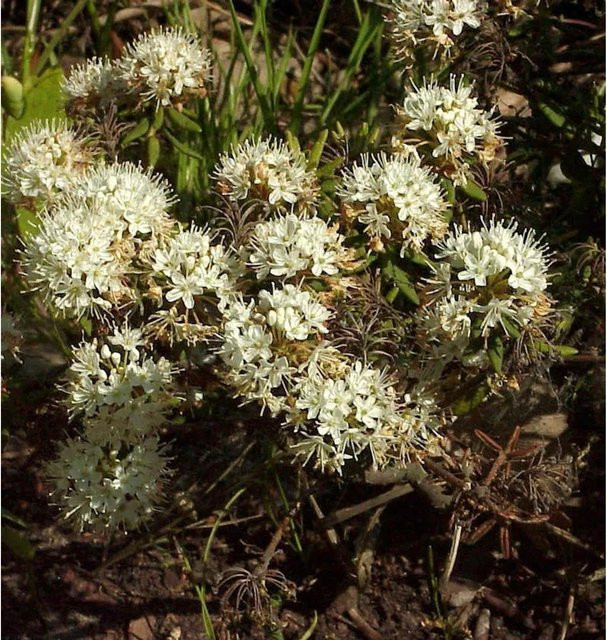 Dichter Labrador Porst Ledum groenlandicum Strauch für den Garten, Höhe: 20-30 cm - Bild 1