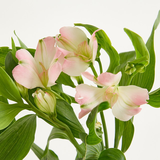 Blume2000 Alstromerien Charmelia Pink Single Stem - Bild 1
