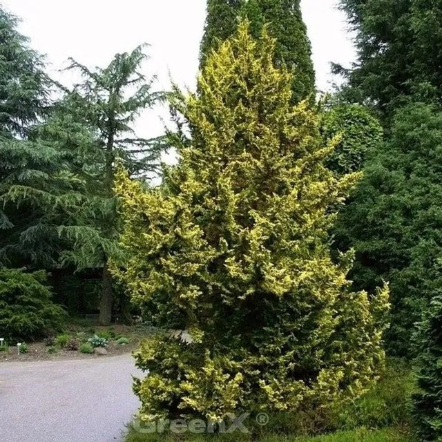 Zwerg Hinoki Scheinzypresse Chamaecyparis obtusa in Grün, Höhe: 40-50 cm - Bild 1