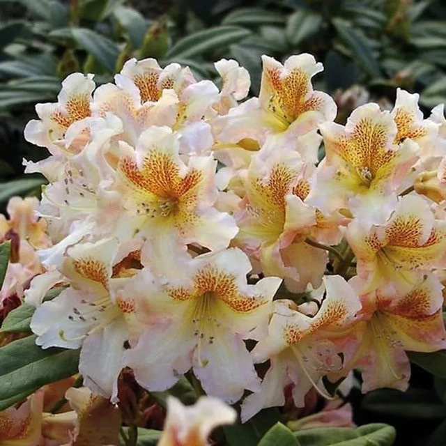 Großblumiger Rhododendron Bernstein Alpenrose in Mehrfarben von Die Nr-01.de - Bild 1