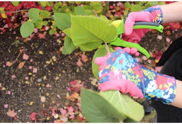 Workpower Gartenhandschuh Fiona in Mint mit Latexbeschichtung Gr. 8 - Bild 1