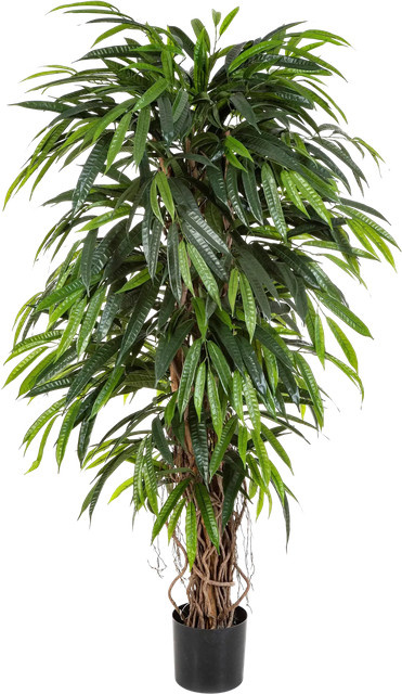 Künstliche Longifolia Pflanze Aplanta Steven Höhe: 210 cm - Bild 1