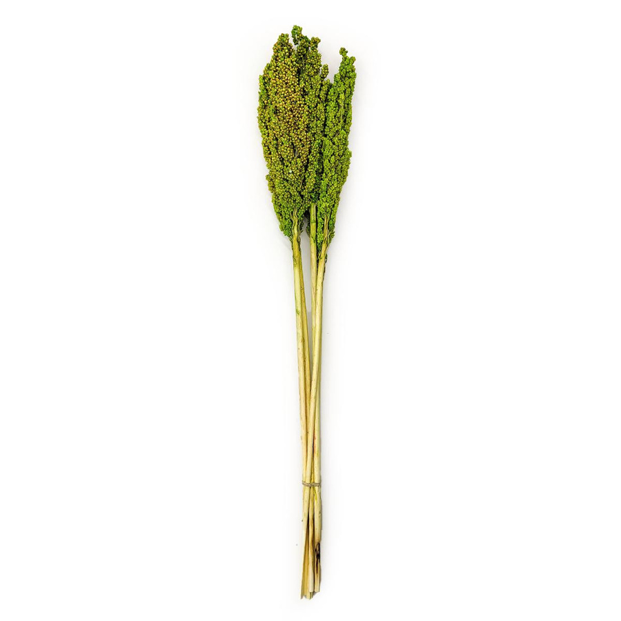 Getrocknete Hirse Sorghum in Hellgrün, 5 Stück - Bild 3