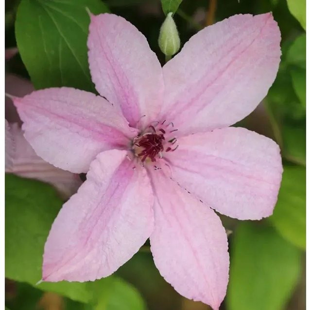 Clematis Waldrebe Hagley Hybrid lila Kletterpflanze 60-80 cm - Bild 1