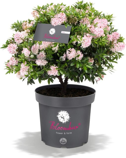 Rhododendron Bloombux Rosa im Topf, Höhe: ca. 35 cm - Bild 1