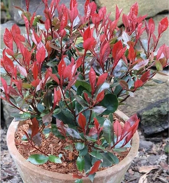 Photinia fraseri Glanzmispel Little Red Robin rote Heckenpflanze Höhe: 60-80 cm - Bild 1