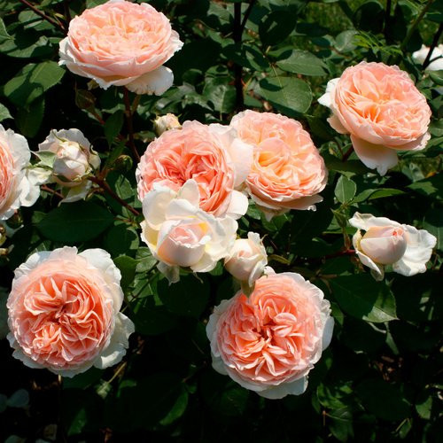 KORDES ROSEN Beetrose Märchenzauber in Rosa mit gefüllter apricotfarbener Blüte - Bild 1