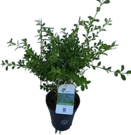 Arborix Buxus Renaissance Buxus sempervirens als Heckenpflanze in Grün, Topfpflanze mit 25-30 cm Höhe