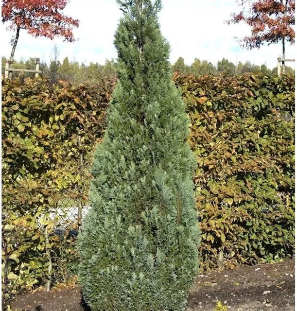 Blaue Kegelzypresse Chamaecyparis awsoniana für den Außenbereich in Blau und Grün, Höhe: 30-40 cm - Bild 1