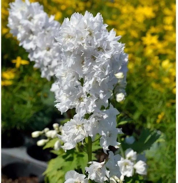 Rittersporn New Millennium Green Twist Delphinium in Weiß und Grün - Bild 1