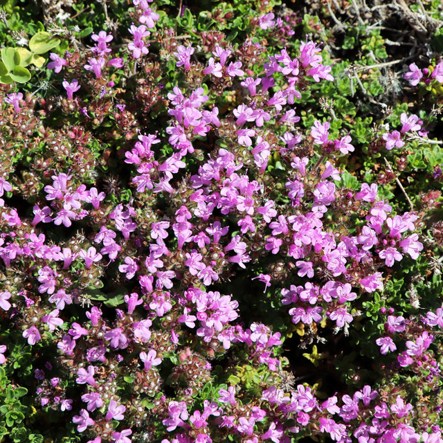 Rosa Thymus als Zierstrauch und Bodendecker für den Garten von Mein schöner Garten Shop - Bild 1