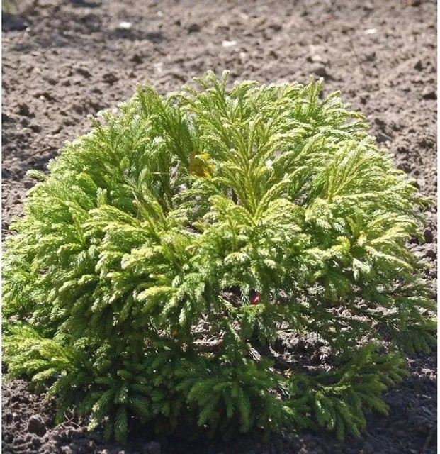 Japanische Zwergsicheltanne Green Pearl Cryptomeria japonica, Grün, Topfhöhe: 40 cm - Bild 1
