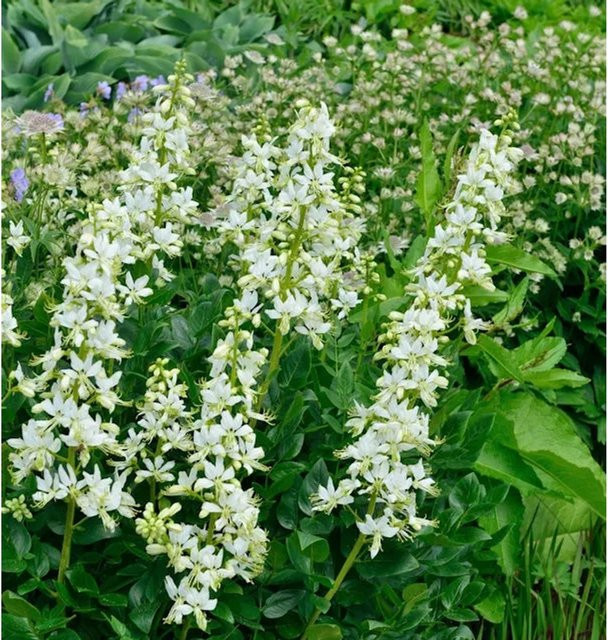 Dictamnus albus Brennender Busch weiße Staude für deinen Garten - Bild 1