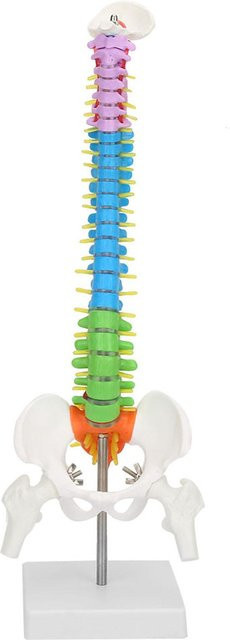 Painter Anatomisches menschliches Skelett Wirbelsäulenmodell, 45cm, blue - Bild 1