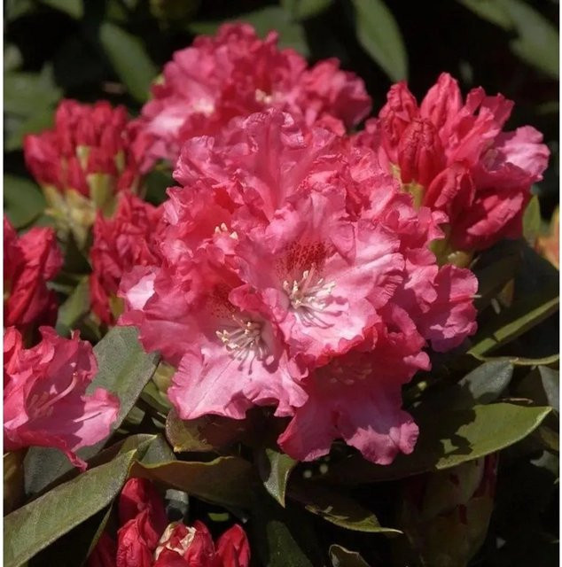 Rhododendron Tina Heinje Alpenrose Heckenpflanze von Nr-01.de, Höhe: 50-60 cm - Bild 1