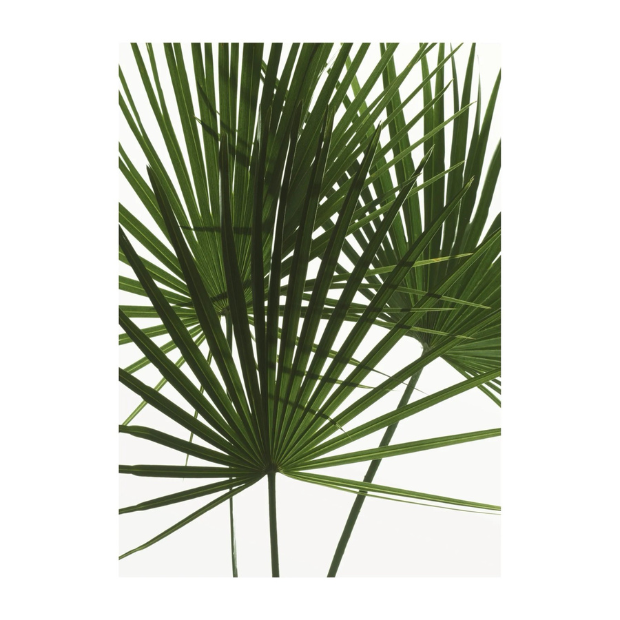 Komar Wandbild Palmtree Leaves in Grün, Breite: 30 cm, Höhe: 40 cm - Bild 2