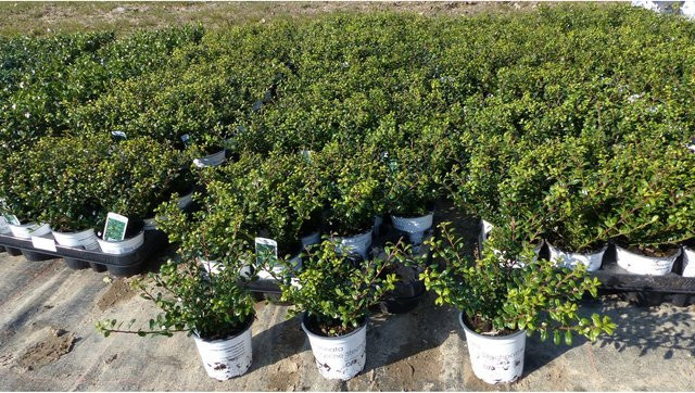 100 Stück Ilex crenata Stokes Heckenpflanzen als winterharte und robuste Buchsbaum-Alternative von Grünwaren - Bild 1