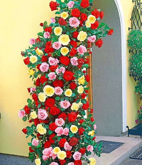 Kletterrosen-Trio - Bild 1